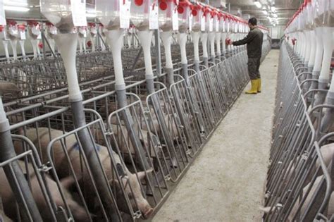 3 story hog barn china
